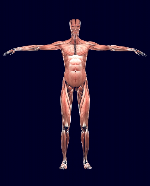 筋肉の模型