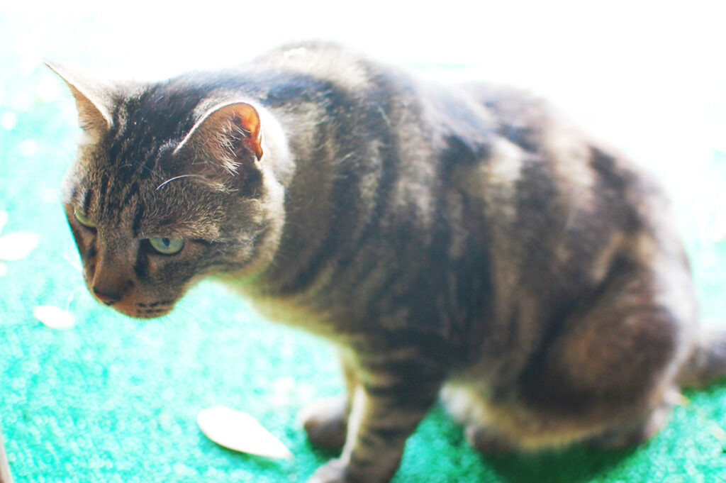 整体院しあわせの看板猫チビ